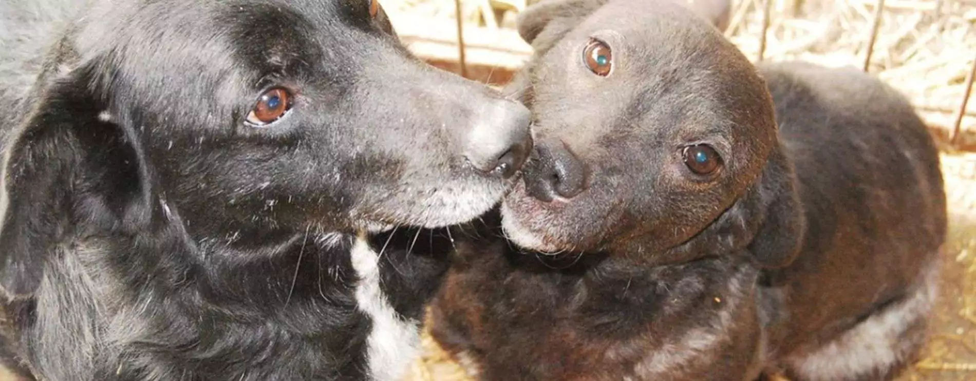 Titelbild_Welpen+Junghunde_1900x742